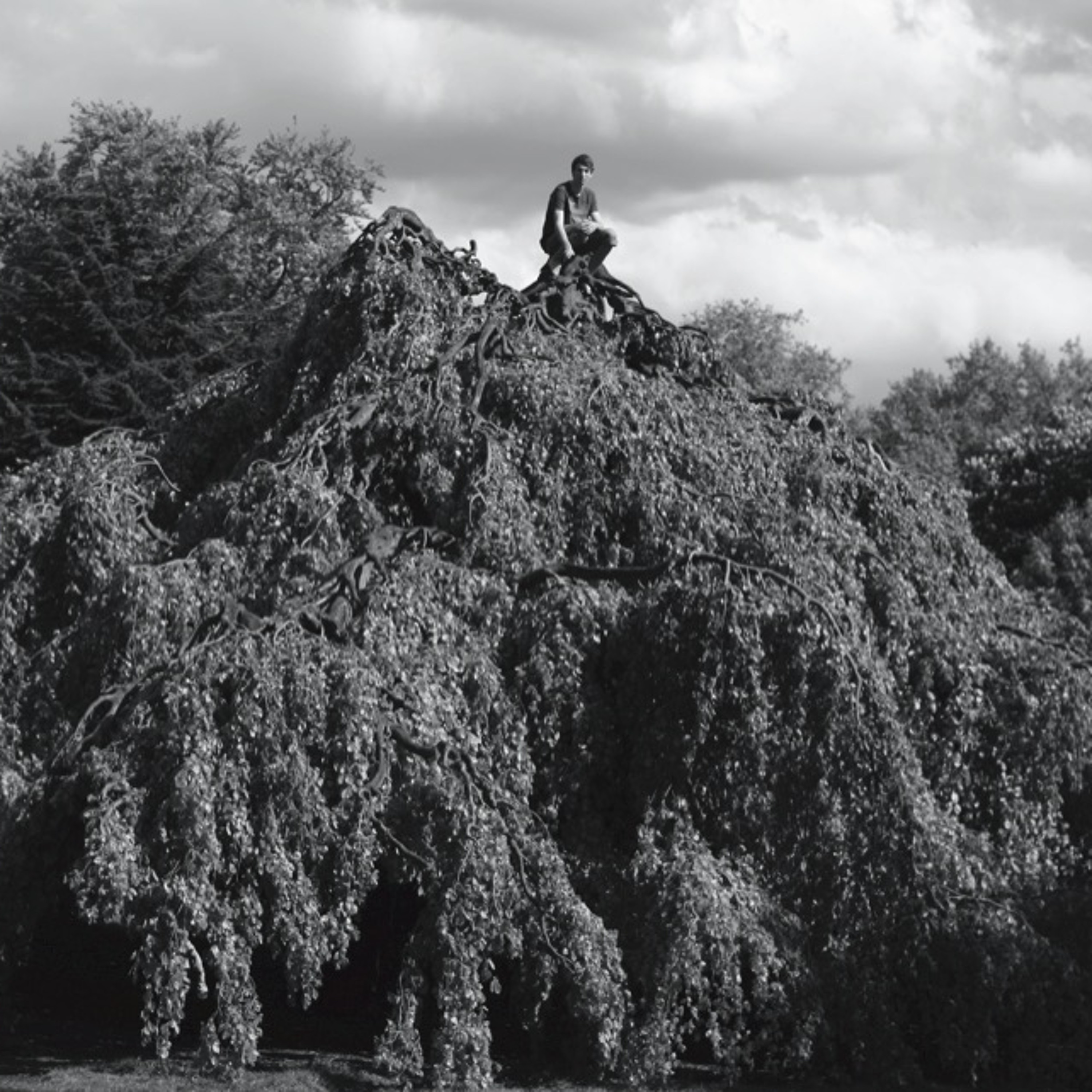 World Is A Tree episode artwork