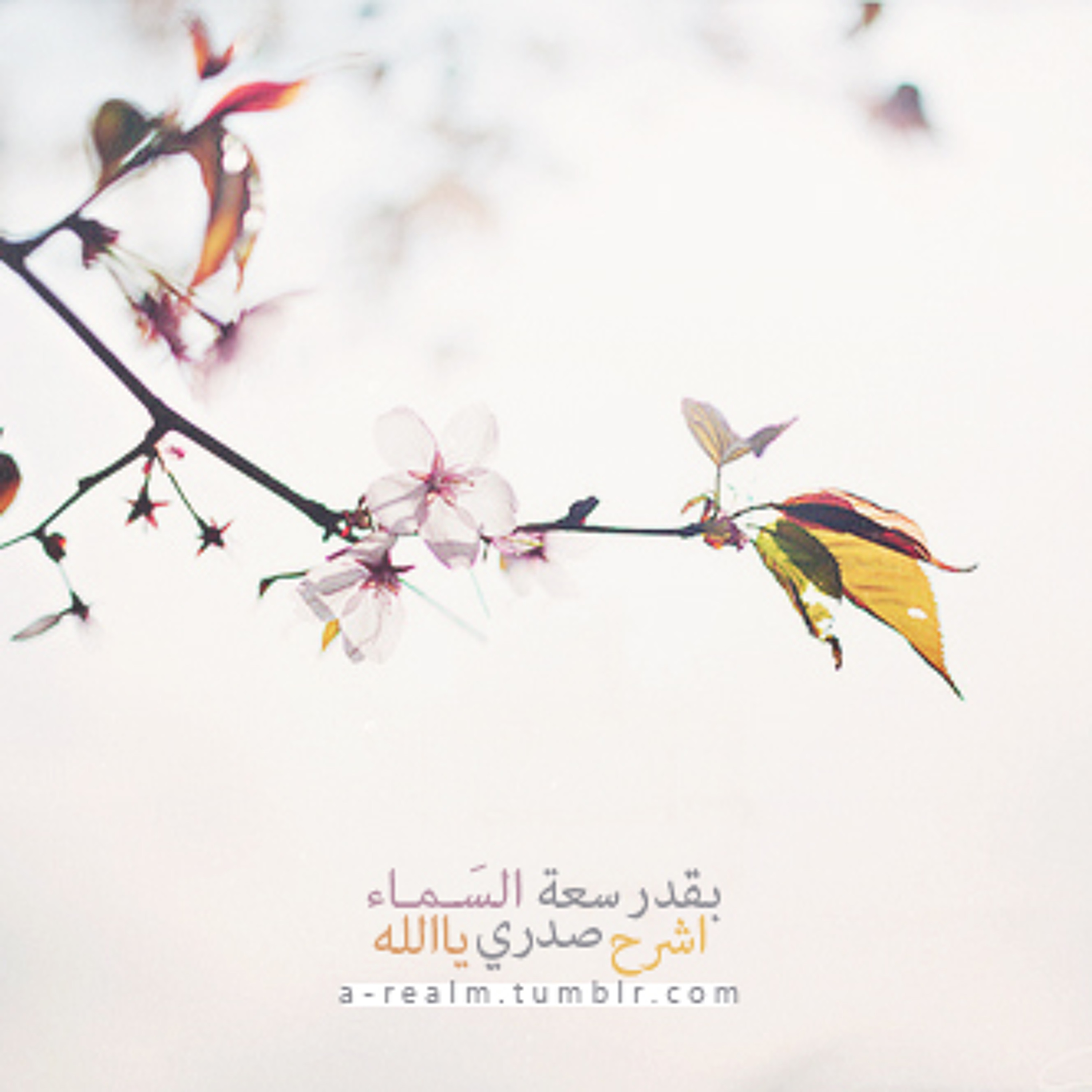 سعة السماء episode artwork