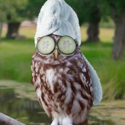 Morris - Eule (Preview)