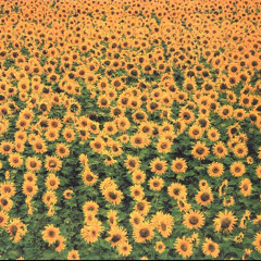 Bloom