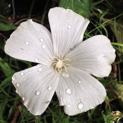 Animate!  [free digital-single]