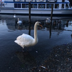 يا من تجلى...   إنشاد محمود شريف