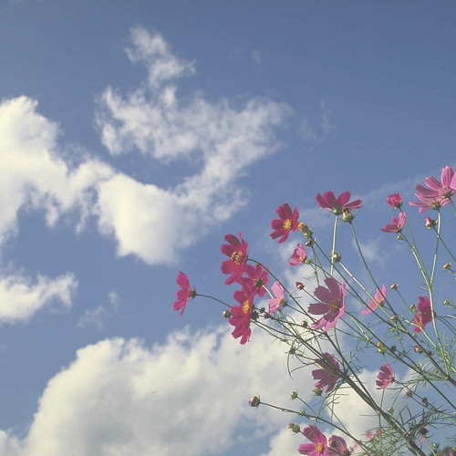 Stream Mitsuharu Nishimoto Listen To Gentle Music Playlist Online For