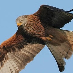 Redkite