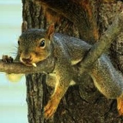 Squirrels Rastafari (Белки Растафари)
