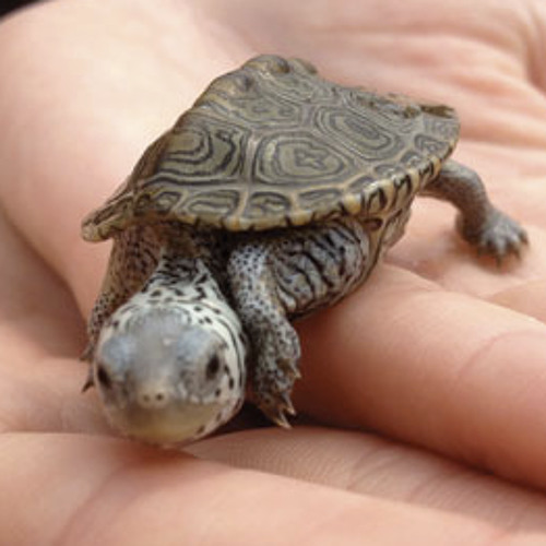 Terrapin 2001 Syd Barret Cover