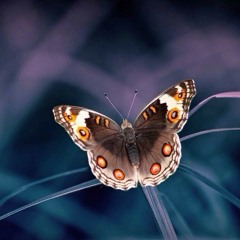 Ahmed nasser حياتي و الحياه