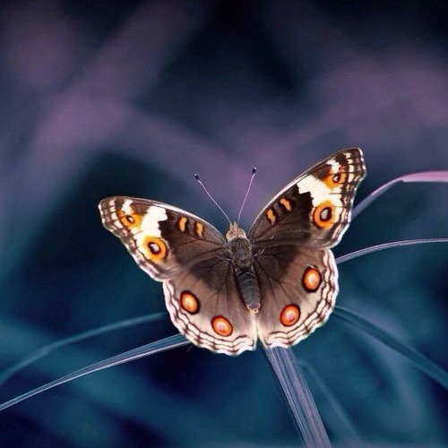 Ahmed nasser حياتي و الحياه