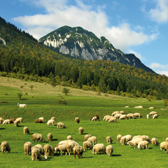 Ciobanas cu trei sute de oi (Reggae)