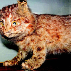 Gay Chris - Drone Sessions Volume 1