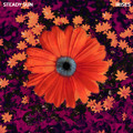 Steady&#x20;Sun Irises Artwork