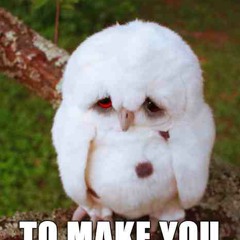 owl