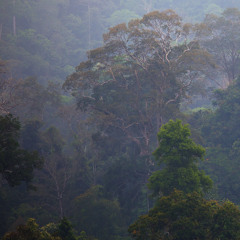 Dusk - Empress Cicadas & White-rumped Shama - Recorded in Borneo's rainforest