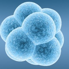 Embryocells