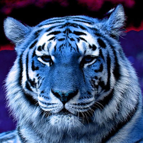 Wizard & Sevnth - Sapphire