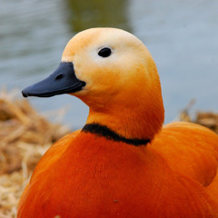 Огарь Красная утка Tadorna ferruginea Ruddy shelduck