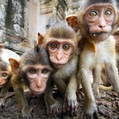 The 14 Monkey - BLASTAMUZA rmx(2015 rmx)