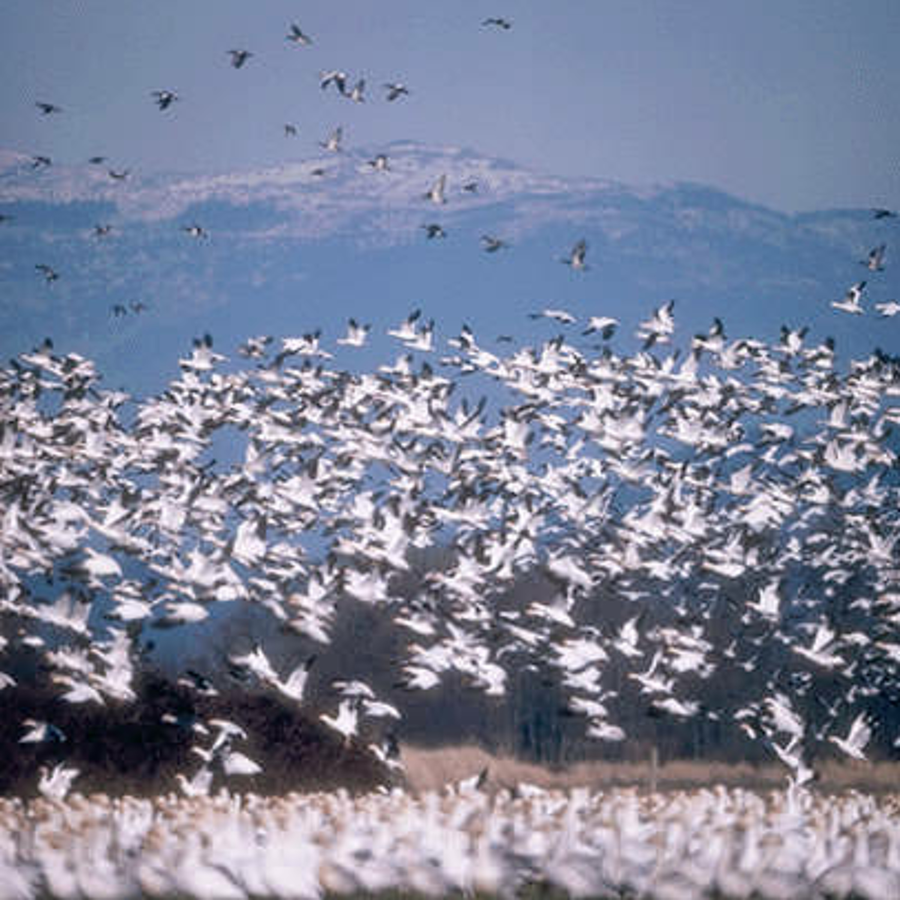 05 - 23 - 2015 episode artwork