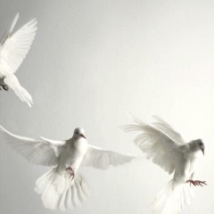 بداية سورة الأنبياء القارئ : حاتم المالكي ..