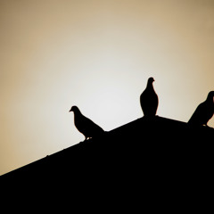 Jerzski - Three Little Birds (Cover)