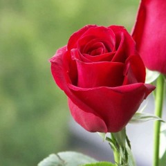 GHIN0AN MEHFIL  03018241005