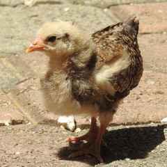 Vorwerk - Innerlight 2003