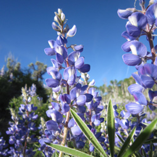 Bloom Blast:  The Monument Plant