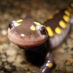 salamanders run across your lawn