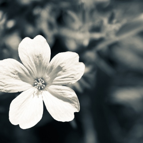 L Arc En Ciel Flower Acoustic Guitar By Nobuyuki Hirakura Voice By Tomi By Hutomo Tomi Ardi L Arc En Ciel Flower Acoustic Guitar By Nobuyuki Hirakura Voice By Tomi By Hutomo Tomi Ardi