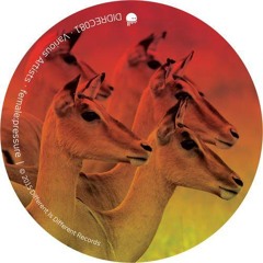 Posers // DiD records! [Preview]