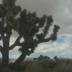 Viscous Jelly Fishes