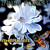 Artwork for Ambrosia
