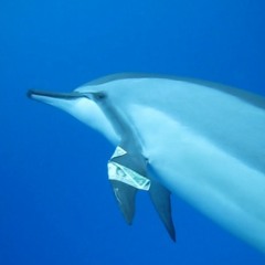 Dolphins Mini Mix
