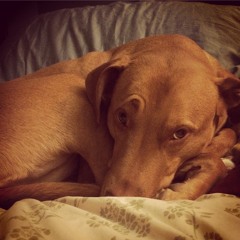 I Will Lie Down And Sleep In Peace (Psalm 4)