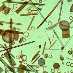 Alga [DEMO]