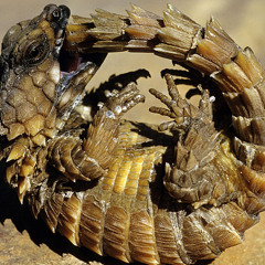 Tortilla Straight Jacket