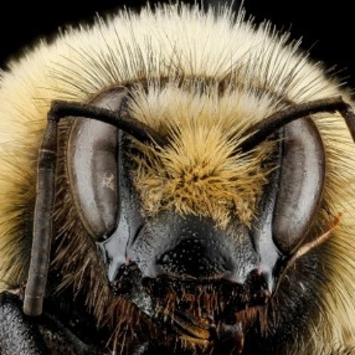 Bumblebee free stream hotsell
