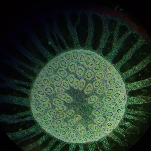 Stream Daddy Would You Like Some Sausage Terrible Remix By ron Essary Listen Online For Free On Soundcloud