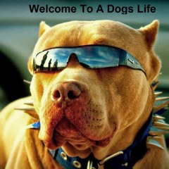 Welcome To A Dogs Life