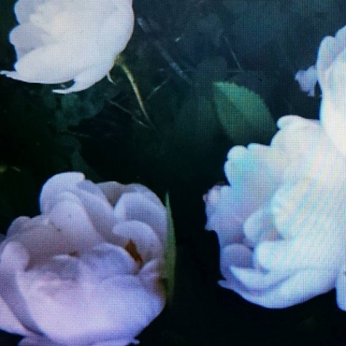 Madi Larson x Ajgor ~ Guidance