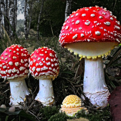 Mushroom People 2