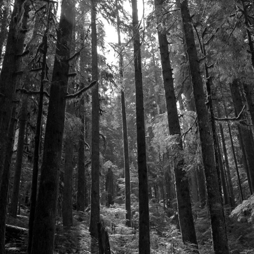 3 Trees