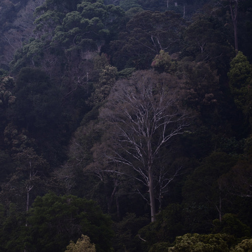 Night Ambience in Kubah National Park, Sarawak, Malaysia