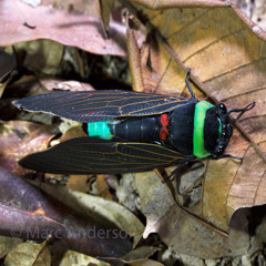 Rainforest cicada (Tacua speciosa) - Sarawak, Malaysia