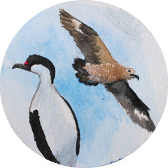 Capo Blanco - Pelagic Birds EP Album 2015 Teaser