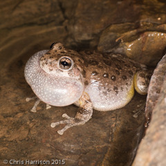 Canyon Treefrog (Hyla arenicolor) - chorus