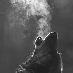 A dream of Wolves ( a mackitek tribute )
