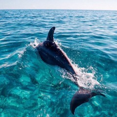 思念是一种病 : Cover by Michelle.C