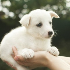 Служба спасения животных в Киеве. Спецрепортаж Радио Вести