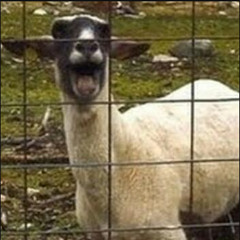 I REALLY SHOULD STOP WITH THE SCREAMING GOAT THING WTF